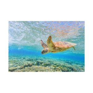 Sea turtle swimming in clear ocean water.