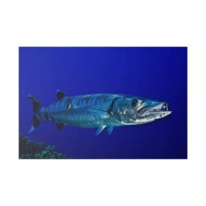 Barracuda swimming in clear blue ocean.