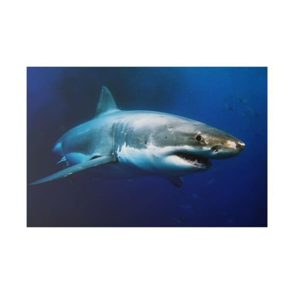 10204 - Great White Profile - Canvas, Stretched Ready to Hang. - Image 3