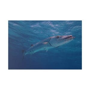 Barracuda swimming underwater in clear ocean.