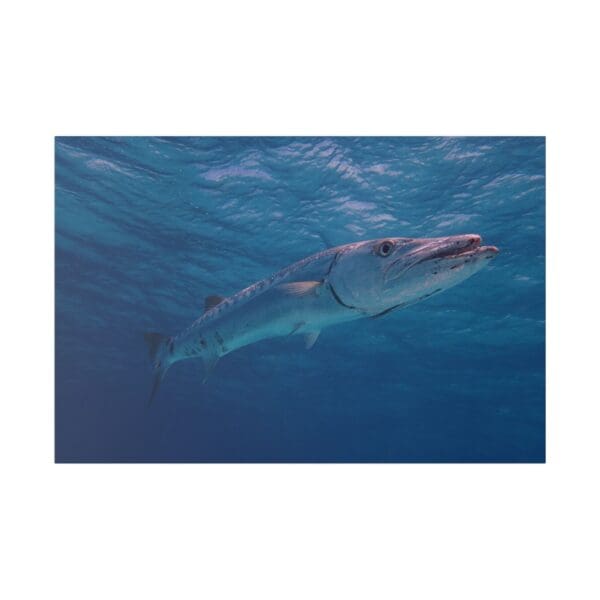 10226 - Barracuda Cruising - Canvas, Stretched Ready to Hang.