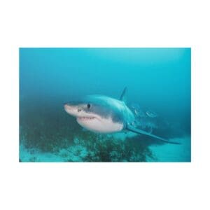 Great white shark swimming underwater in ocean.