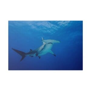 Hammerhead shark swimming in deep blue ocean.
