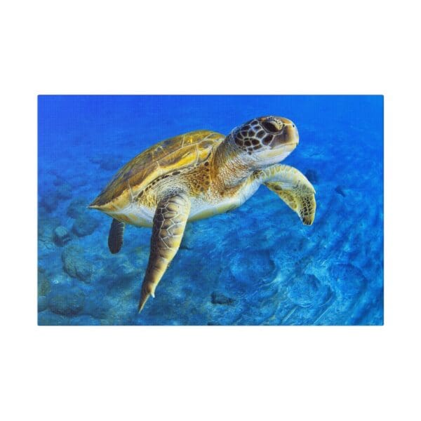 10234 - Sea Turtle Pause - Canvas, Stretched Ready to Hang. - Image 4