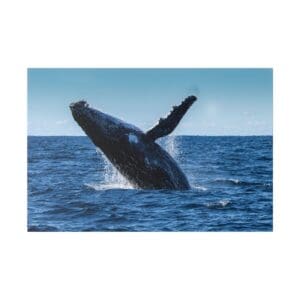 Humpback whale breaching in the ocean.