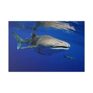 Whale shark swimming alongside smaller fish.
