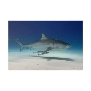 Shark swimming near ocean floor.