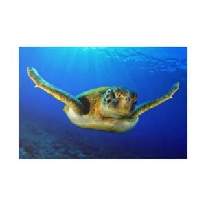 Sea turtle swimming in clear blue water.