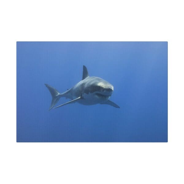 10220 - Great White Cruising - Canvas, Stretched Ready to Hang. - Image 4