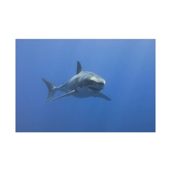 10220 - Great White Cruising - Canvas, Stretched Ready to Hang. - Image 2