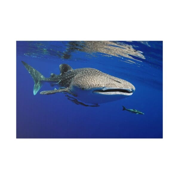 10233 - Whale Shark Cruising - Canvas, Stretched Ready to Hang. - Image 2