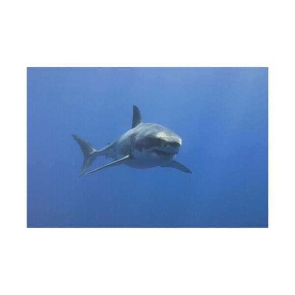 10220 - Great White Cruising - Canvas, Stretched Ready to Hang. - Image 5