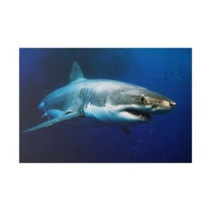 Great white shark swimming underwater.