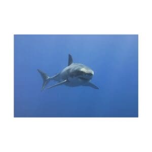 Great white shark swimming in ocean.