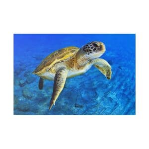 Sea turtle swimming underwater over rocks.