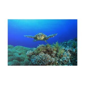 Sea turtle swimming over coral reef.