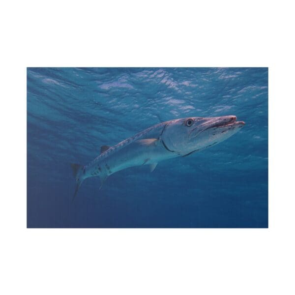10226 - Barracuda Cruising - Canvas, Stretched Ready to Hang. - Image 2