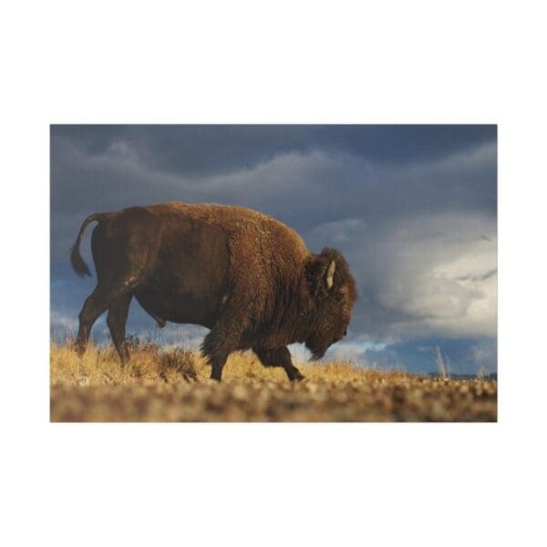 10251 - Buffalo Bison PI - Canvas, Stretched Ready to Hang. - Image 2