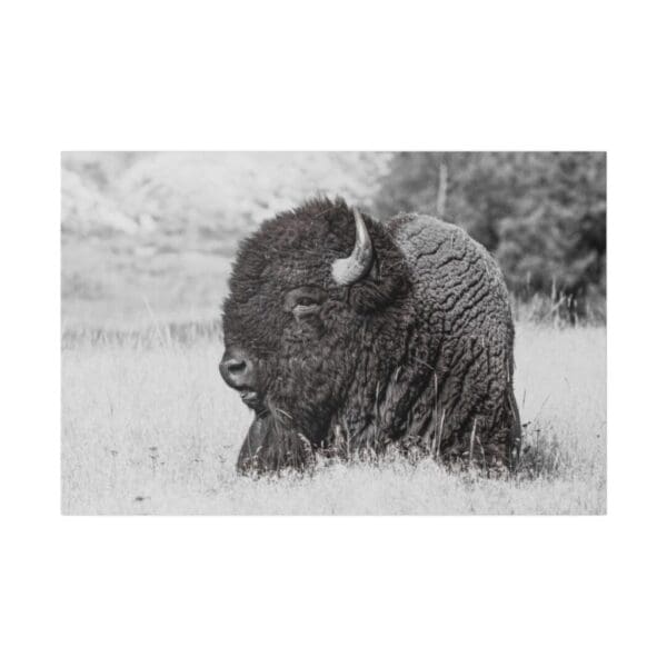 10258 - Buffalo Bison BW - Canvas, Stretched Ready to Hang. - Image 2
