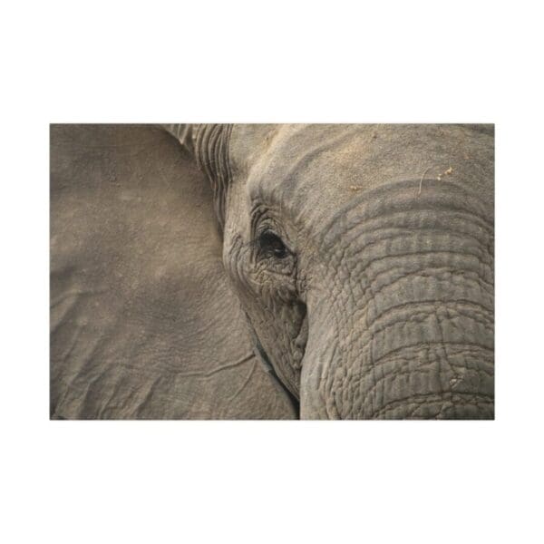 10332 - Elephant Eye II - Canvas, Stretched Ready to Hang. - Image 2