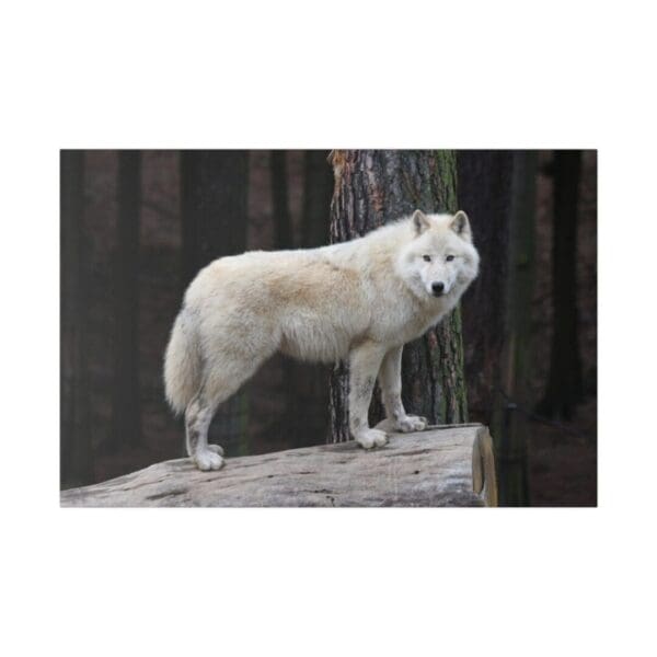 10321 - White Wolf - Canvas, Stretched Ready to Hang. - Image 2
