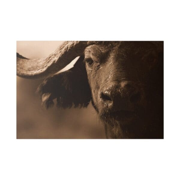 10255 - African Buffalo - Canvas, Stretched Ready to Hang. - Image 2