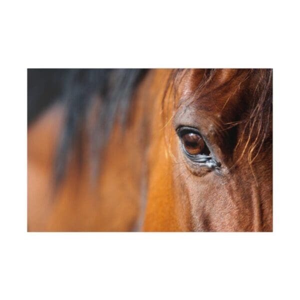 10050 - Horse Eye - Canvas, Stretched Ready to Hang. - Image 3