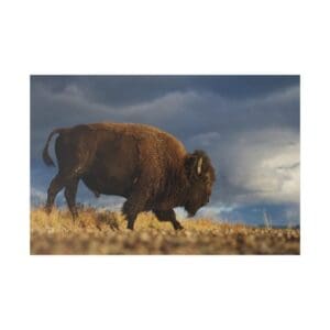 Bison walking under cloudy sky.