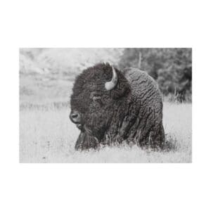 Bison resting in grassy field, black and white.