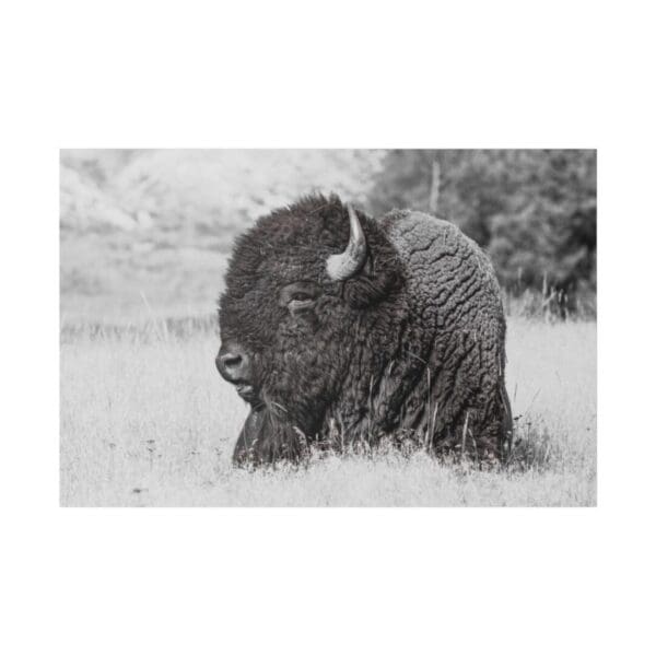 10258 - Buffalo Bison BW - Canvas, Stretched Ready to Hang.