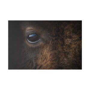 Close-up of a bison's eye.