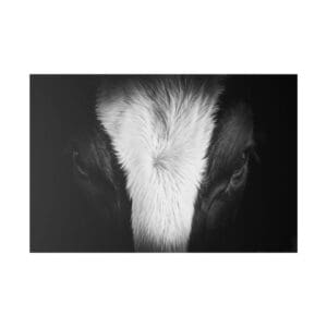 Close-up of cow's face in shadows.