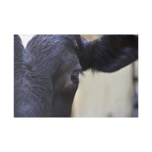 Close-up of black cow's face and ear.