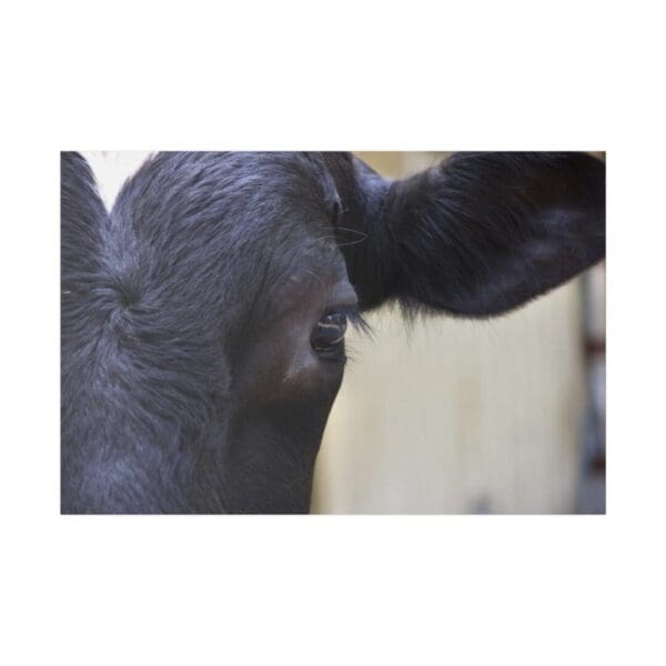 10002 - Cattle Eye - Canvas, Stretched Ready to Hang.
