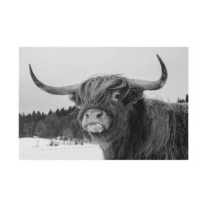 Highland cow with snowy mouth in winter.