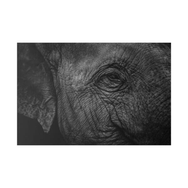 10350 - Elephant Eye - Canvas, Stretched Ready to Hang.