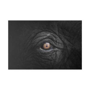 Elephant eye close-up in dark lighting.