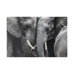 Elephants closely grouped together, touching trunks.