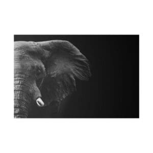 Elephant close-up in black and white.