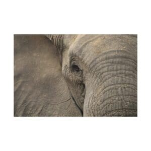 Close-up of an elephant's face and ear.