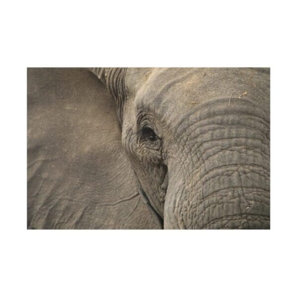 10332 - Elephant Eye II - Canvas, Stretched Ready to Hang.