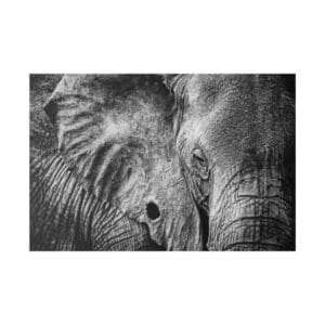 Close-up of an elephant's textured face.