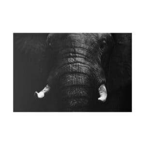 Elephant face in dramatic black and white.