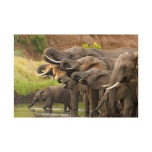 10322 - Elephant Water Hole - Canvas, Stretched Ready to Hang.