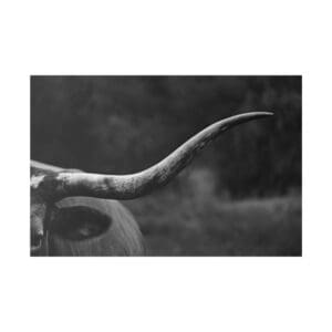 Black and white close-up of cow horn.