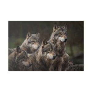 Pack of wolves in natural habitat.