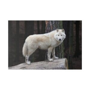 White wolf standing on a log.