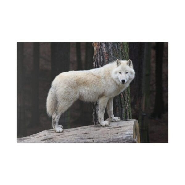 10321 - White Wolf - Canvas, Stretched Ready to Hang.