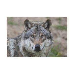 Gray wolf staring directly at camera.