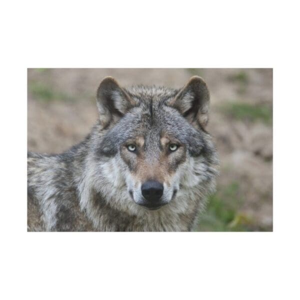 10319 - Wolf Eyes II - Canvas, Stretched Ready to Hang.